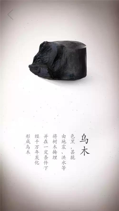 珍贵树种大全